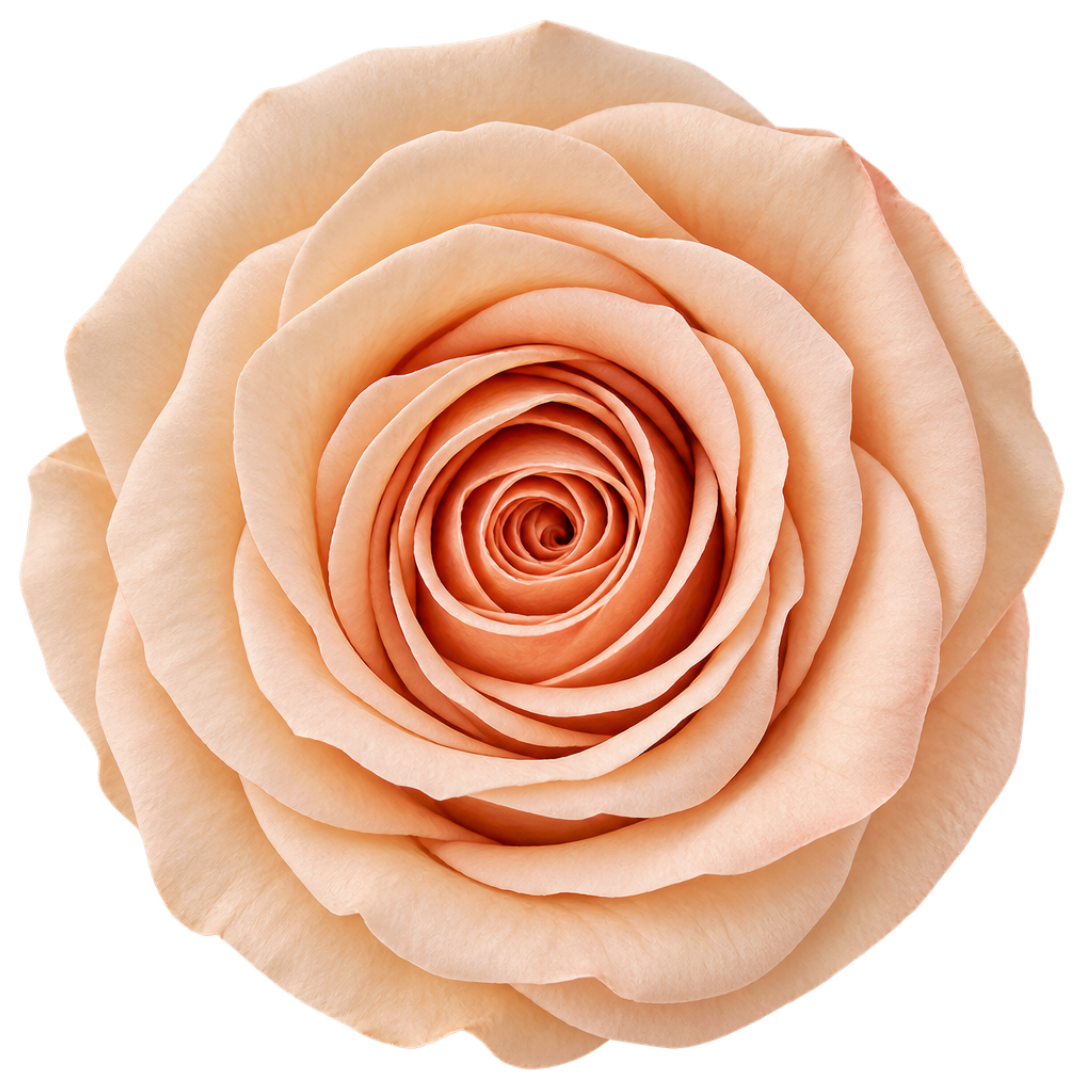 Peach Reverie